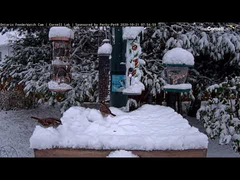 Sparrows And Chickadees Forage In Fresh Morning Snow | Ontario FeederWatch Cam – Oct. 21, 2020