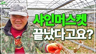 샤인머스켓이 끝났다고요? ㅣ 맛있는 샤인은 살아남는다! ㅣ영양관리의 중요성