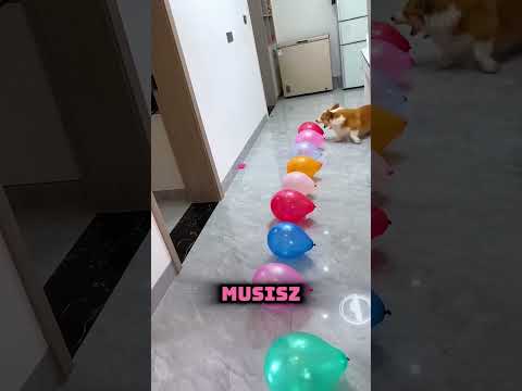 🎈 Musiałem Przebić Wszystkie BALONY! 🤣