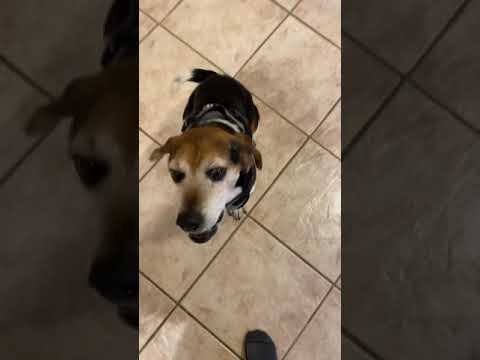 BENNY, an adopted Beagle in Linden, NJ_image-1