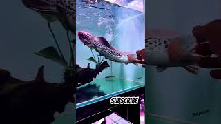 Download lagu Agressive Channa Barca Fish #fish #aquarium #fishtank #trending #viral #youtubeshorts #fishlover mp3 Download lagu Agressive Channa Barca Fish #fish #aquarium #fishtank #trending #viral #youtubeshorts #fishlover mp3