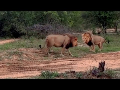 Ndhzenga Male Lions came back to Kambula Pride | Dangerous for them | 19 November 2025