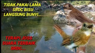 Download lagu TERAPI SRDC BIAR CEPAT BUNYI MASTERAN SRDC FULL ISIAN TERAPI SRDC GEMRICIK AIR mp3