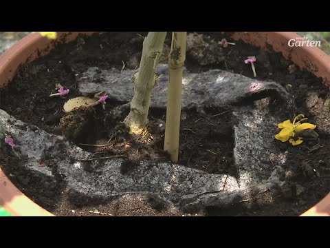 Watering plants during the holidays | MDR Garden