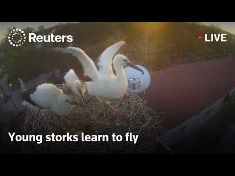 Video Thumbnail: LIVE: Birds learn to fly in a stork nest in Hungary