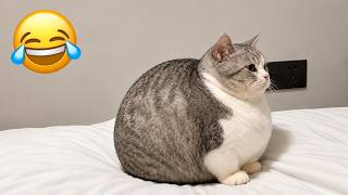 笑うなチャレンジ😹 爆笑猫動画まとめ2026 🐱 可愛すぎる猫たちの面白すぎる瞬間とハプニングを一気見！笑ったら負け！