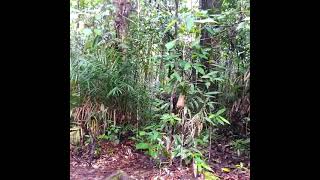 Download lagu ketemu Raja Orangutan saat jalan di hutan mp3 Download lagu ketemu Raja Orangutan saat jalan di hutan mp3