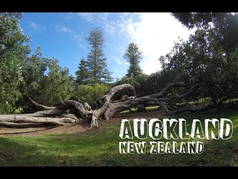 Hike to Eden Mountain - Auckland (New Zealand) | Travel Vlog #30