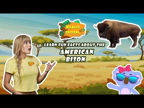 Bison Facts