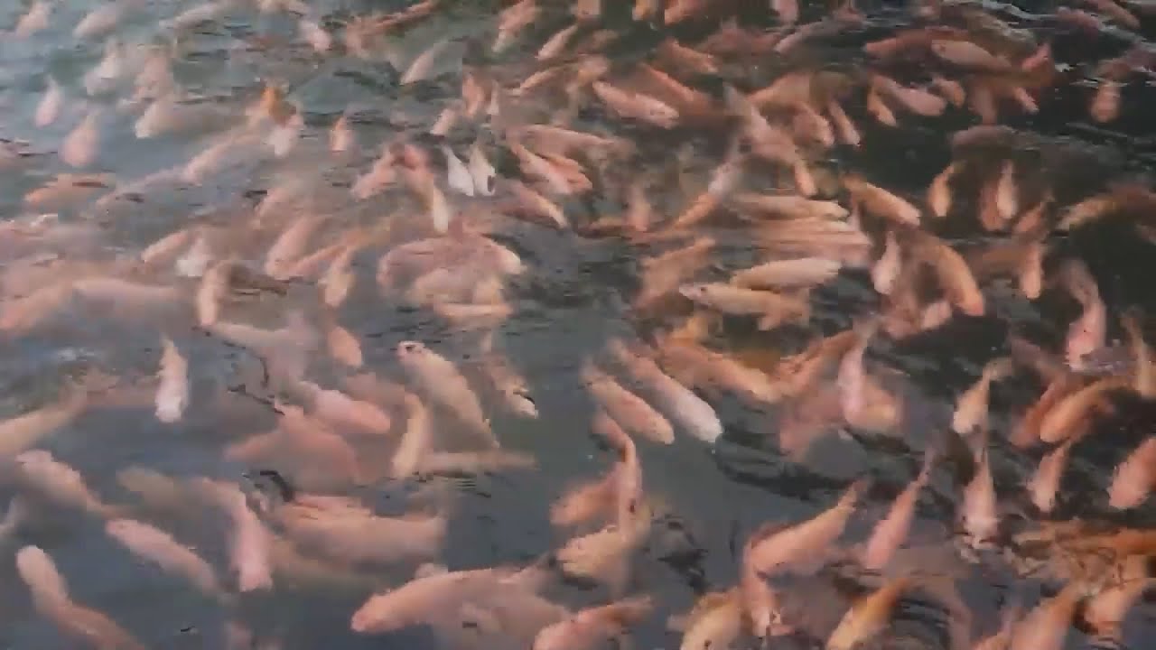 ACUICULTURA GRANJA EL NOGAL   ESPINAL TOLIMA