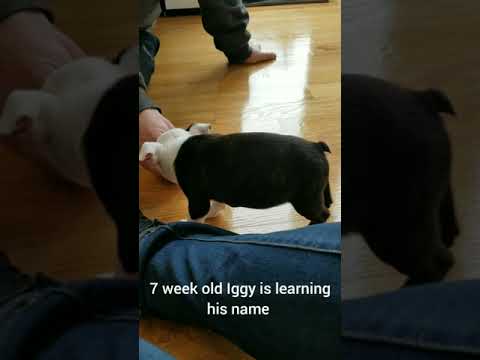 Iggy learns his name