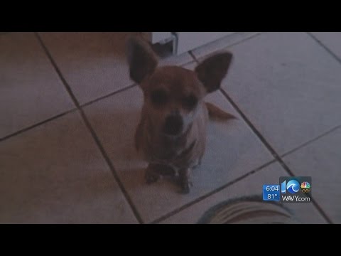 Case against PETA over killed, kidnapped dog moves forward