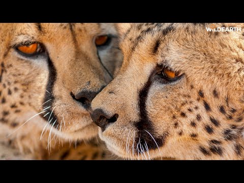 Cheetahs, leopards & the year’s last roar - SafariLIVE Sunset - 31 December 2025