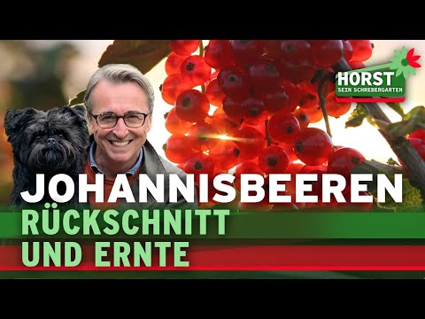 Rote, weiße und schwarze Johannisbeeren – Schnitt einfach erklärt! | Horst sein Schrebergarten