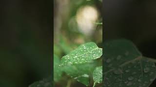 Raindrops on leaves.       #music #relax #relaxing #rain #raindrops