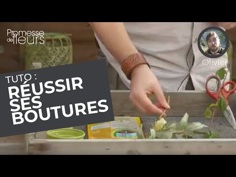 Tuto : réussir ses boutures