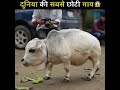 दुनिया की सबसे छोटी गाय World Smallest Cow Shorts