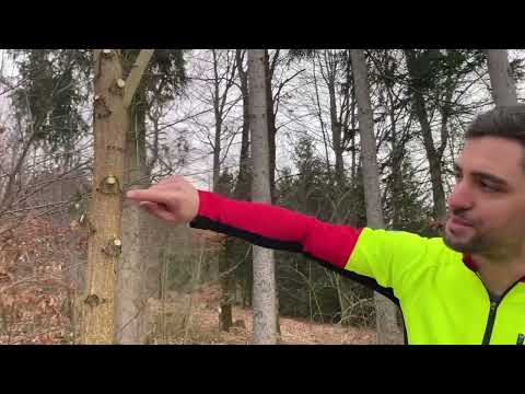 Wertastung richtig ausführen