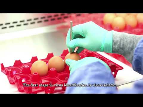 Fighting avian flu in Indonesia’s poultry with IVM online