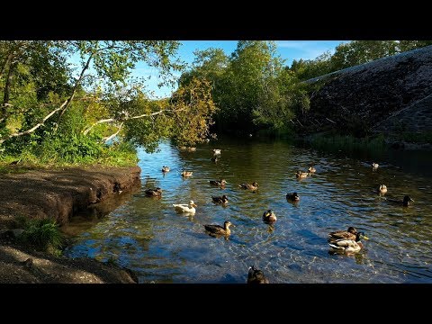 Ducks quacking on a river in the forest