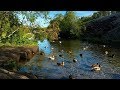Ducks Quacking On A River In The Forest