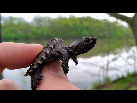 , title : 'Baby Snapping Turtle | CREATURE FEATURE #13'
