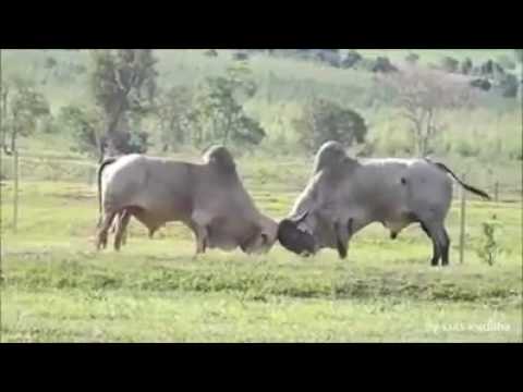 resposta da mussica do boi soberano