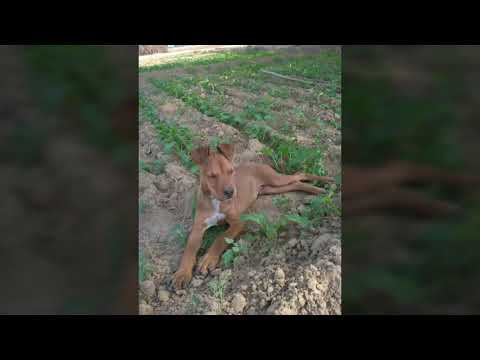 Miss you Doller putt