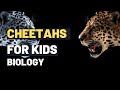 Cheetahs: Amazing Cheetah Facts for Kids | Learn About the Fastest Animal on Earth, Biology For Kids