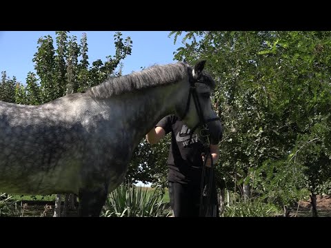 Vajdasági futam – kishuszár Orom