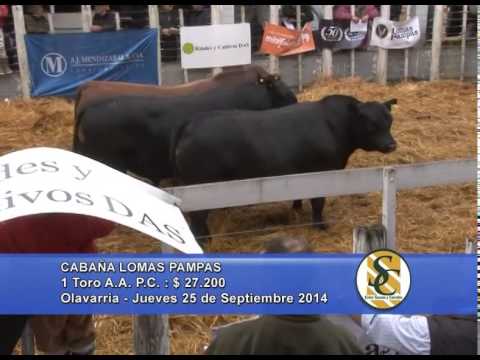 Lomas Pampas - Venta Toros - Olavarría - 25/09/2014