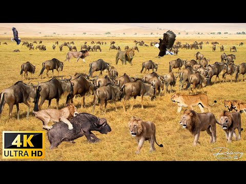 4K African Wildlife: Chobe National Park, Botswana - Scenic Wildlife Film With Calming Music