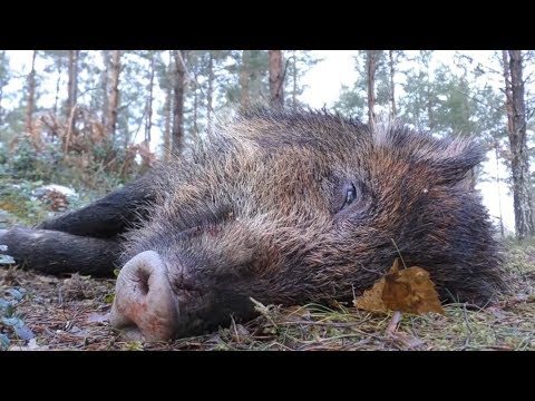 SMÅLANDSJÄGARNA - Drevjakt del 2