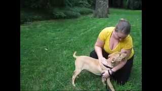 Albie Good Dog Rescue