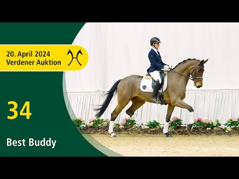 Verden Auction Online - Sporthorses - April, 20 - No. 34 Best Buddy by Buckingham - Dauphin