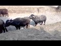 Buffalo Meetings With Buffalo In Pakistan