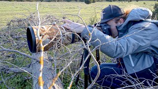 BIRD Photography in the WOODS - Fairy-wrens, kangaroos and a message from me!