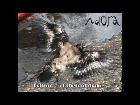 Adura - Bottom Of The Food Chain