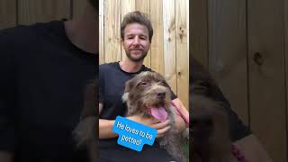 Video preview image #1 Mutt Puppy For Sale in Kennesaw, GA, USA