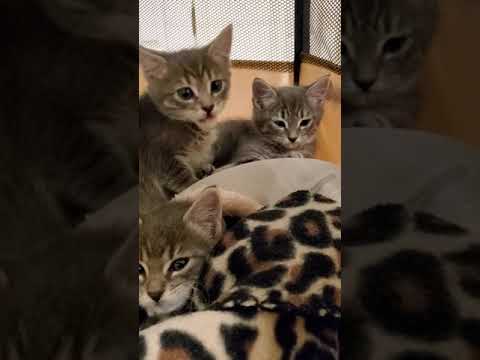 Kittens Foaming At The Mouth!