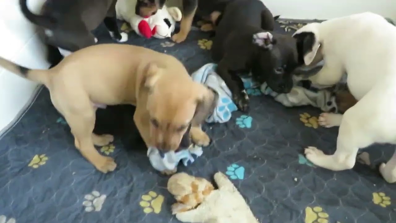 Enlarge Jolly, a Adoptable mixed breed in Crown Point, IN video 4/4