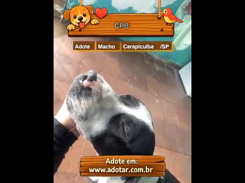 Vídeo de CPB