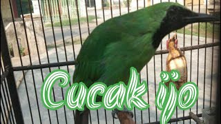 Download lagu Story wa burung cucak ijo #trending mp3 Download lagu Story wa burung cucak ijo #trending mp3