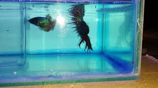 preview picture of video 'Betta Fish Fight Before Mating.'