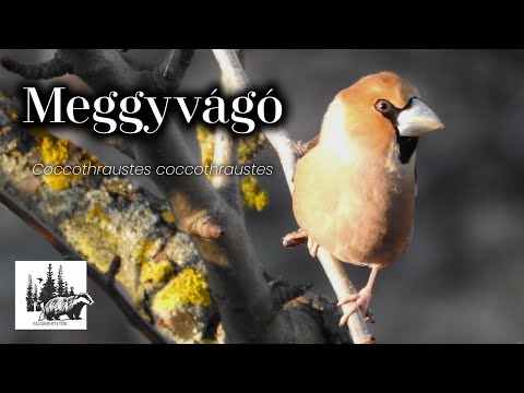 Meggyvágó
