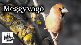 Meggyvágó – fajismertető videó