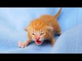 Newborn Kittens Meowing Baby Cats Meowing MEOW MEOW