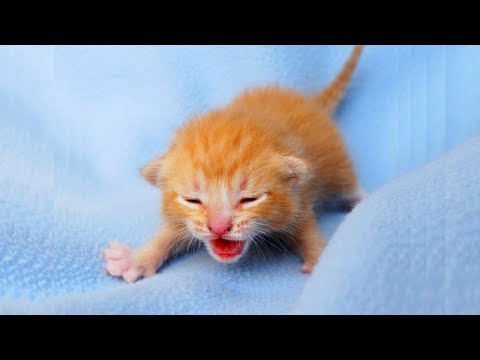 Newborn Kittens Meowing 😍 Baby Cats Meowing MEOW MEOW