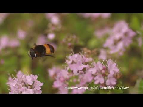 オオハナアブの飛翔