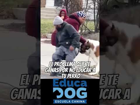 DON'T GET INTO TROUBLE... EDUCATE YOUR DOG #americanbully #pitbull